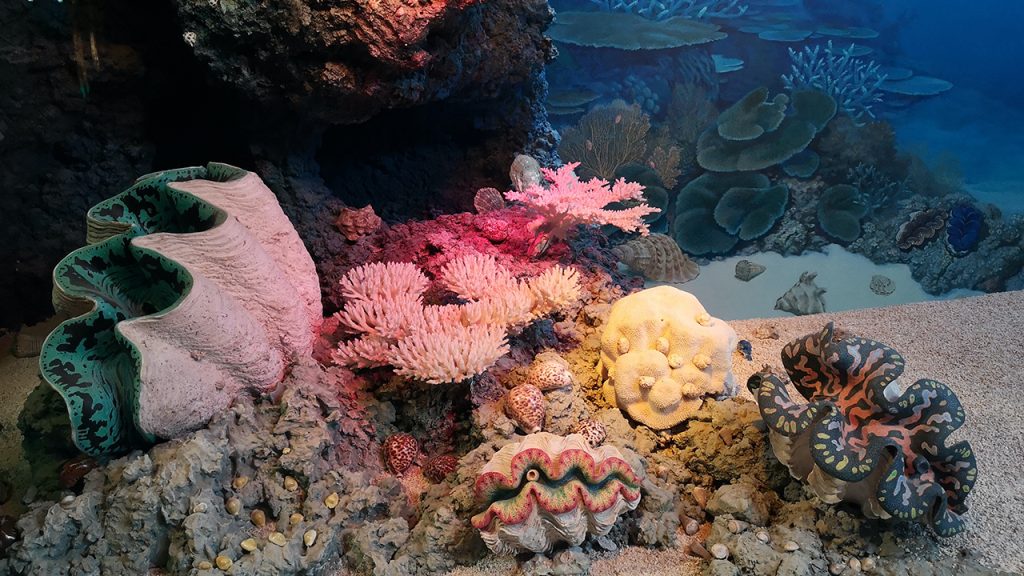 koralleja
